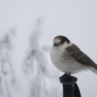 Winter Skipjack