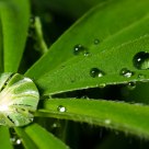 Drops