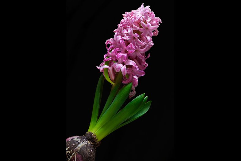 Flower diagonal