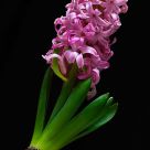 Flower diagonal
