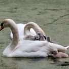 family mute swan