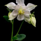 Aquilegia
