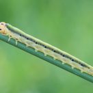 Larva di Imenottero