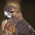 Red Tailed Hawk
