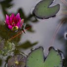 At the surface of the water