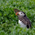 Atlantic Puffin