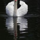 Mute Swan