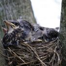 Thrushes