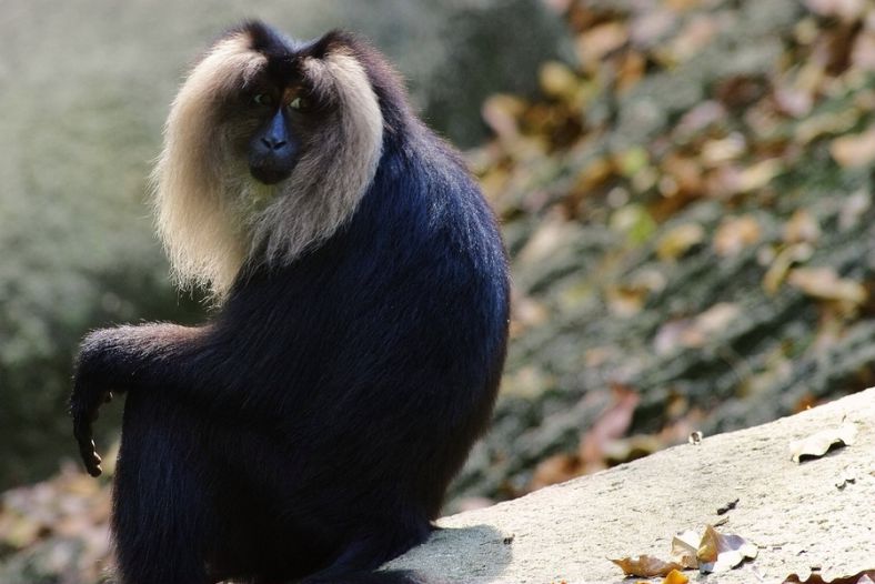 Monkey