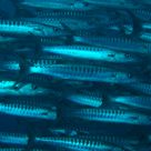 Dive with them