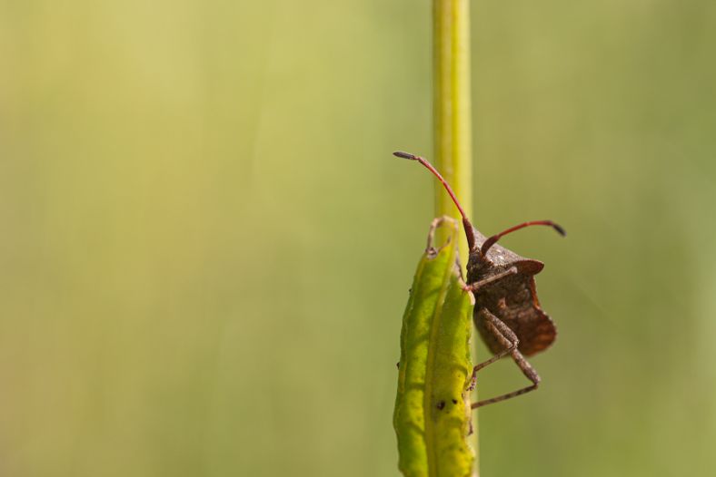 Corae marginae