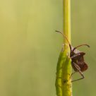 Corae marginae