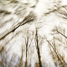 Vortex