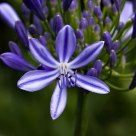 Magic Blue