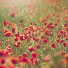 Poppies basking in the light
