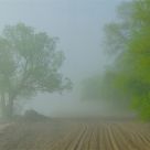 morning fog