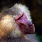 Hamadryas Baboon
