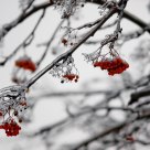 Mountain ash in iceï»¿