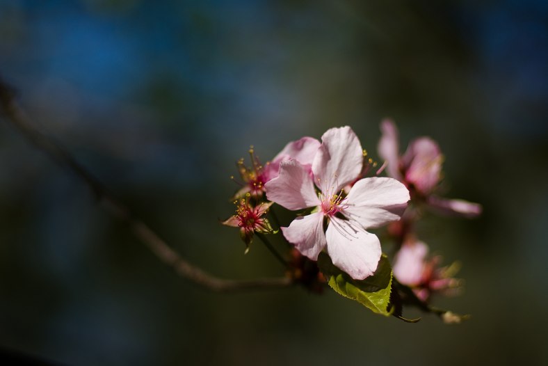 Oriental cherry flower