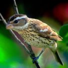 Female Rose Breasted Grosbeak