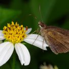 Banana Skipper