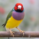 Australian Finch