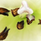 Flor por dentro.