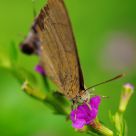 sucking nectar