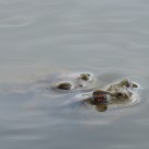 HYPNOTOAD