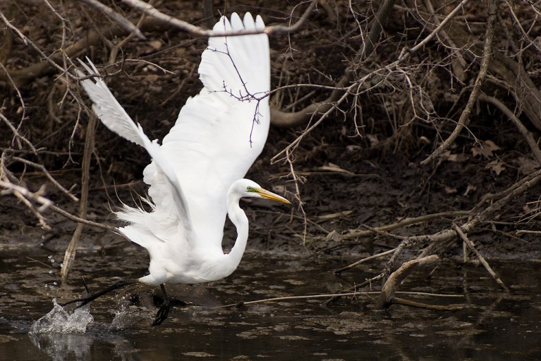 Great White Egret