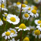 Daisies Pushing Up