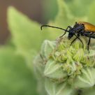 Brachyleptura fulva