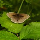 Meadow brown