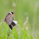 reed bunting