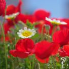 Papoilas (poppies)-1