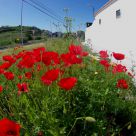 Papoilas (poppies)