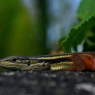 Lagarticha Small lizard  female Psamodromus algirus