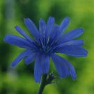 Flor de chicoria, Cichorium intybus (Flower Chicory, Cichorium intybus)