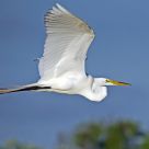 Great Egret Flight 2