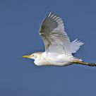 Cattle Egret Flight
