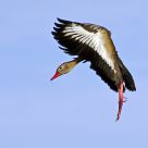 Duck Landing