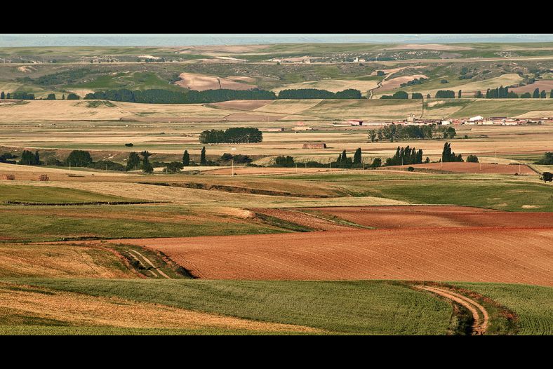 Fields