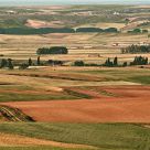 Fields