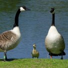 Safe between the parents