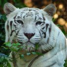 White Tiger