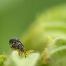 Rhopalapion longirostre