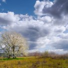 Cherry in a Spring Day