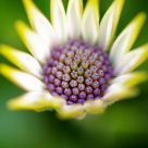 A purple flowers