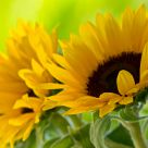 Sun, summer, sunflower...