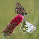 Pontia edusa Vs Meltea phoebe